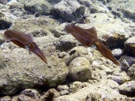 IMG 4167 Caribbean Reef Squid